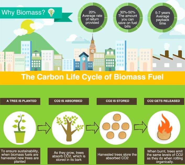What Exactly Is Biomass Energy?