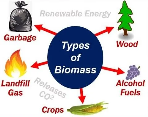 Types Of Biomass